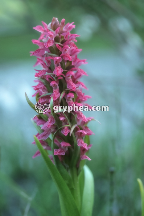 Orchidée (Ophrys sp.) - inflorescence et fleurs - gryphea.com